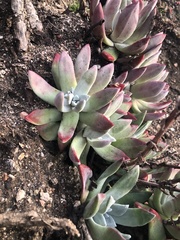 Dudleya farinosa