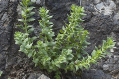 Rhodiola heterodonta