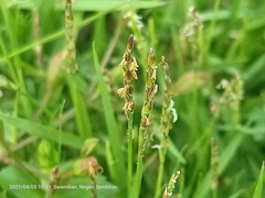 Zoysia