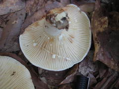 Lactifluus glaucescens