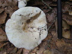 Lactifluus glaucescens