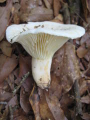 Lactifluus glaucescens