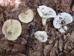 Lactifluus glaucescens