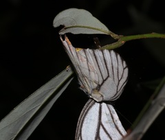 Vespa bicolor