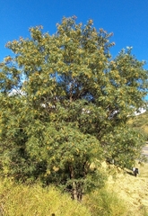 Schinopsis lorentzii