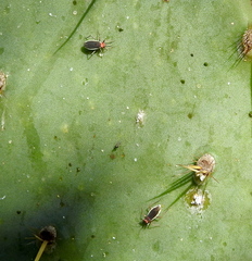 Hesperolabops gelastops