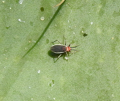 Hesperolabops gelastops