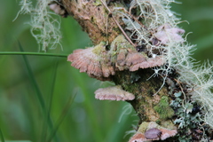 Schizophyllaceae