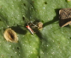 Hesperolabops gelastops