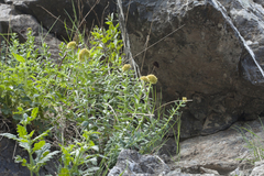 Rhodiola heterodonta