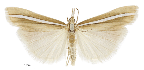 Orocrambus crenaeus