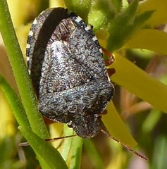 Holcostethus abbreviatus