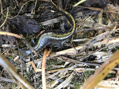 Ambystoma macrodactylum macrodactylum