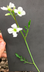 Cardamine penduliflora