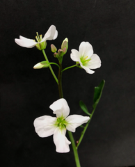 Cardamine penduliflora