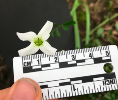 Cardamine penduliflora