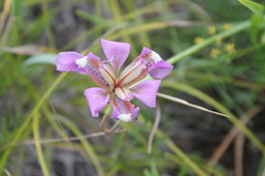 Iris dichotoma