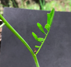 Cardamine penduliflora