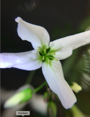 Cardamine penduliflora