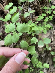 Adiantum jordanii image