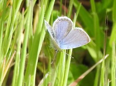 Cupido amyntula