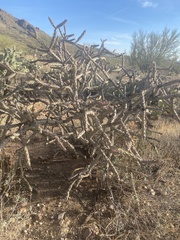 Cylindropuntia thurberi versicolor