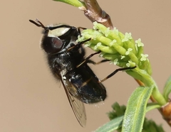 Copestylum marginatum