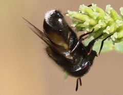 Copestylum marginatum