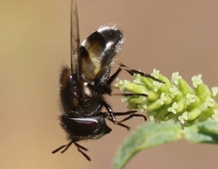 Copestylum marginatum