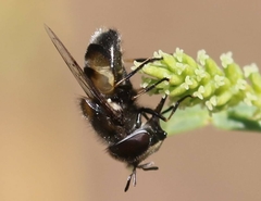 Copestylum marginatum