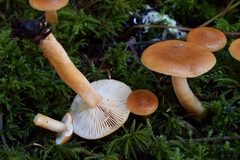 Lactarius luculentus