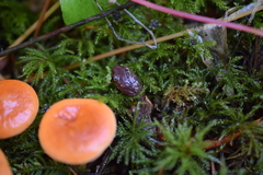 Lactarius luculentus