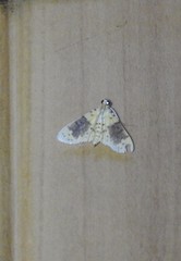 Conogethes semifascialis