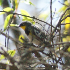 Setophaga coronata auduboni