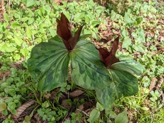 Trillium kurabayashii