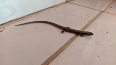 Colobosaura modesta