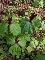 Trillium kurabayashii