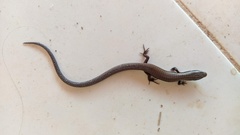 Colobosaura modesta