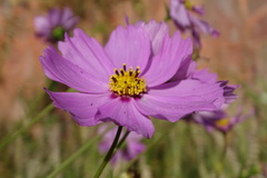 Cosmos bipinnatus