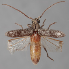 Anelaphus debilis