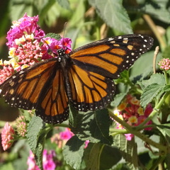 Danaus plexippus