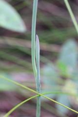 Thelymitra tholiformis