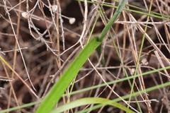 Thelymitra tholiformis