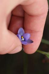 Thelymitra tholiformis