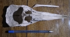 Pontoporia blainvillei