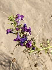 Penstemon thurberi