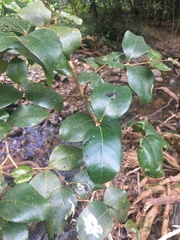 Backhousia sciadophora