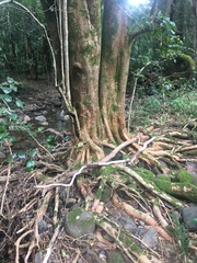 Backhousia sciadophora