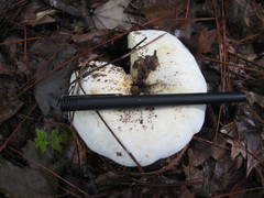 Lactifluus glaucescens