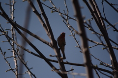 Haemorhous mexicanus